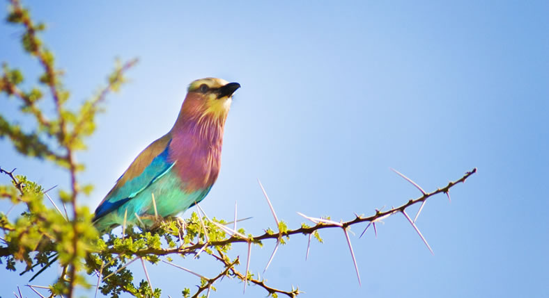 Bird Watching Safaris in Kenya